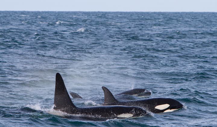 Orcas, or killer whales, can be spotted swimming off Iceland's shores