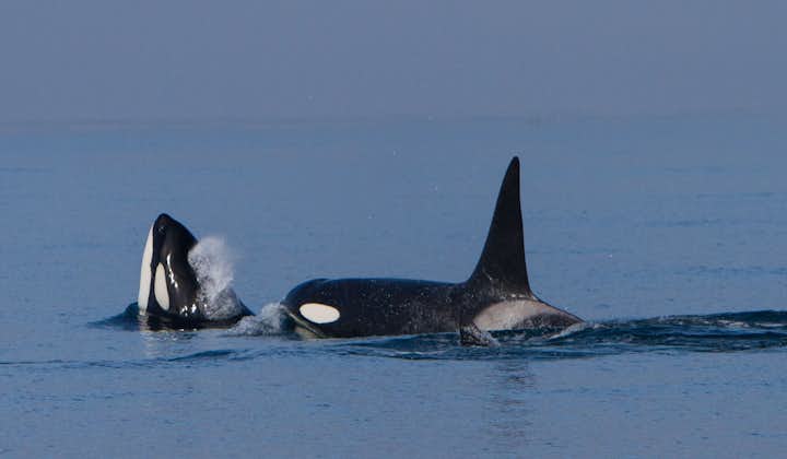 Orcas are familial animals and tend to travel in groups or families