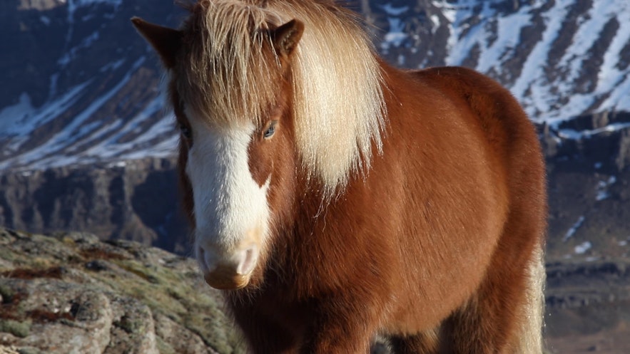 Icelandic horse at Bragdavellir Cottages
