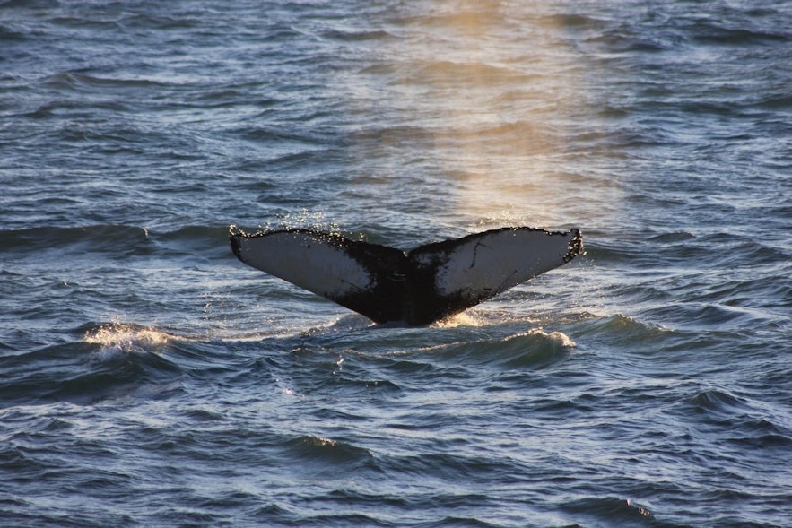 冰岛赏鲸