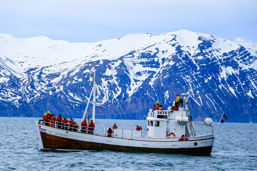 Whale watch cruise Iceland