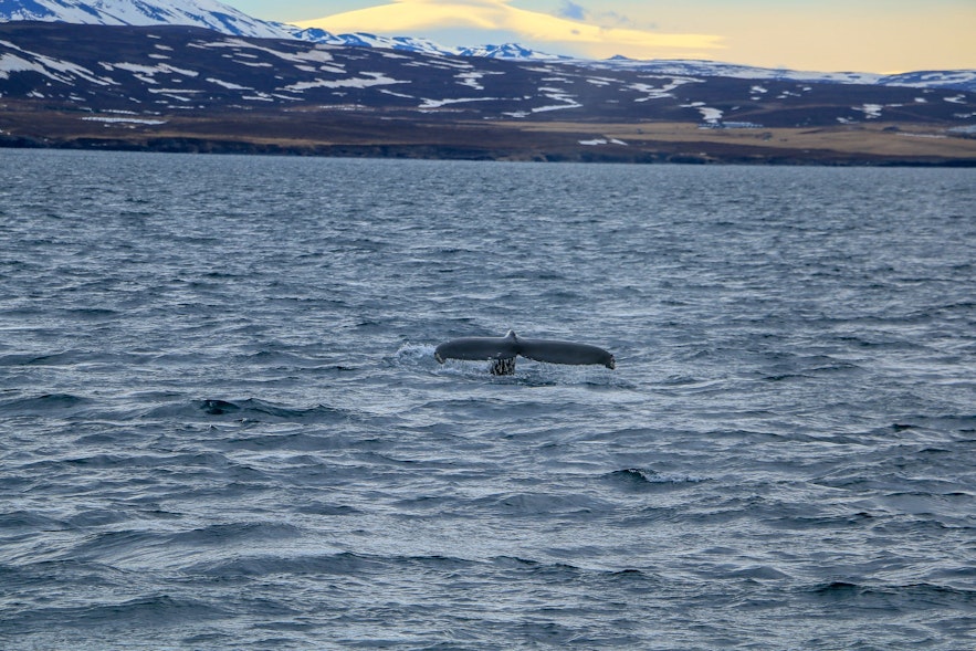 Whale watch Iceland - travel tips