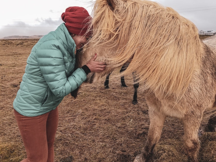 Icelandic horses - travel tips