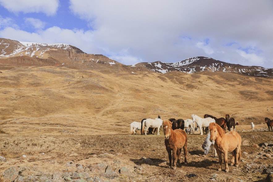 picture of Iceland horses