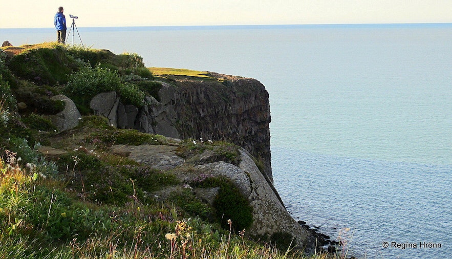 Birdwatching on Hringsbjarg cliff