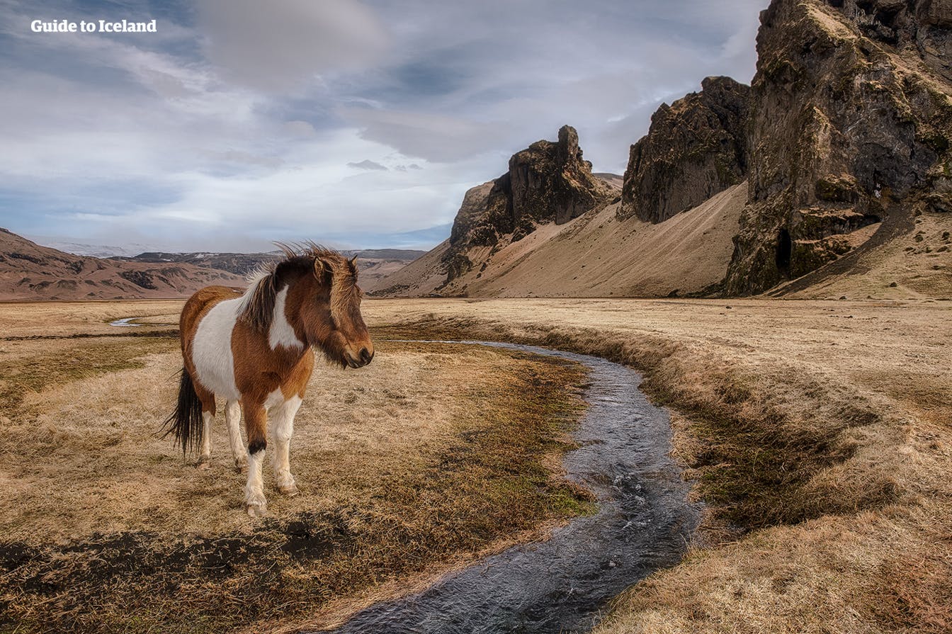 Sizable populations of Icelandic Horses live outside of the country, especially in Mainland Europe and the United States.