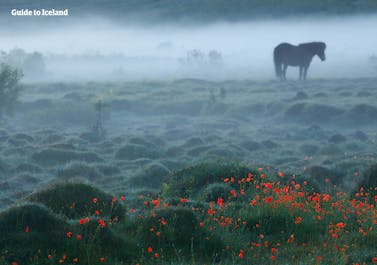 Ein Islandpferd wandert durch den Nebel in Island.