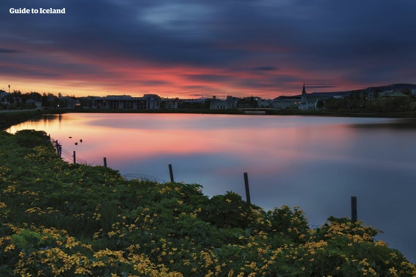 冰岛首都雷克雅未克市中心的托宁湖被可爱的野花围绕