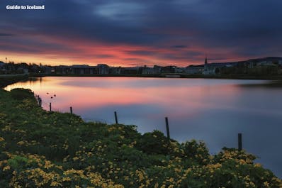 L'étang de Tjörnin dans la capitale d'Islande, sublimé par le soleil de minuit et les fleurs sauvages qui ornent ses berges.