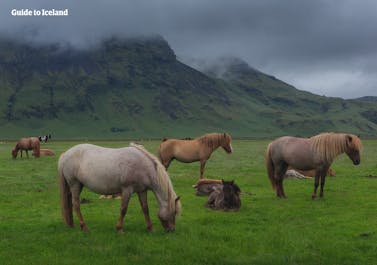 Een groep IJslandse paarden, bekend hun intelligente, sociale, nieuwsgierige en lieve aard.