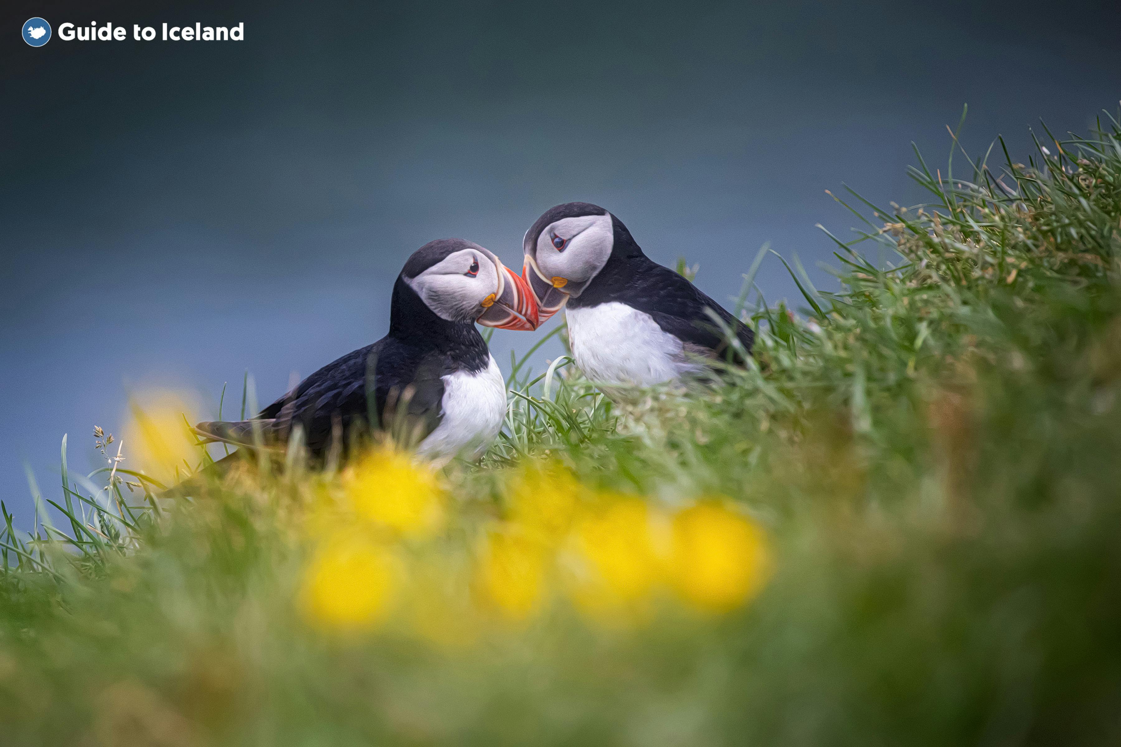 The puffin colony in the Westman Islands is the largest in the world.