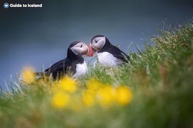 Two puffins touch beaks on the cliffs of the Westman Islands.