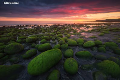 Le sol recouvert de mousse de la péninsule de Reykjanes, près de Reykjavik
