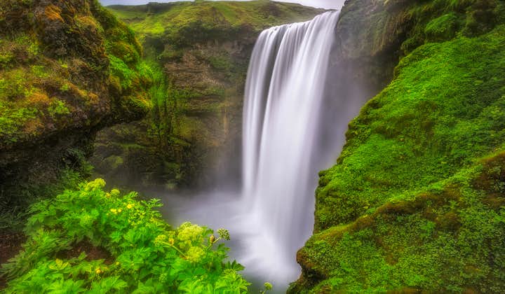 Skógafoss in summer becomes surrounded by greenery.