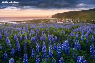 Los lupinos cubren gran parte del Sur de Islandia en verano.