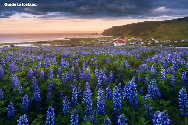 Lupiner täcker stora delar av södra Island under sommaren.