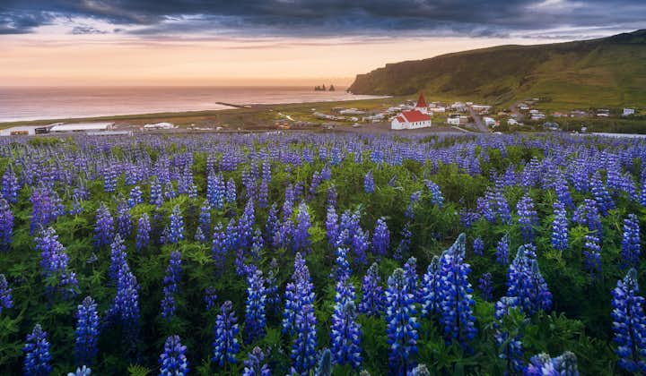 Lupins cover much of South Iceland in summer.
