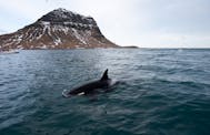 Whale watching from Grundarfjörður