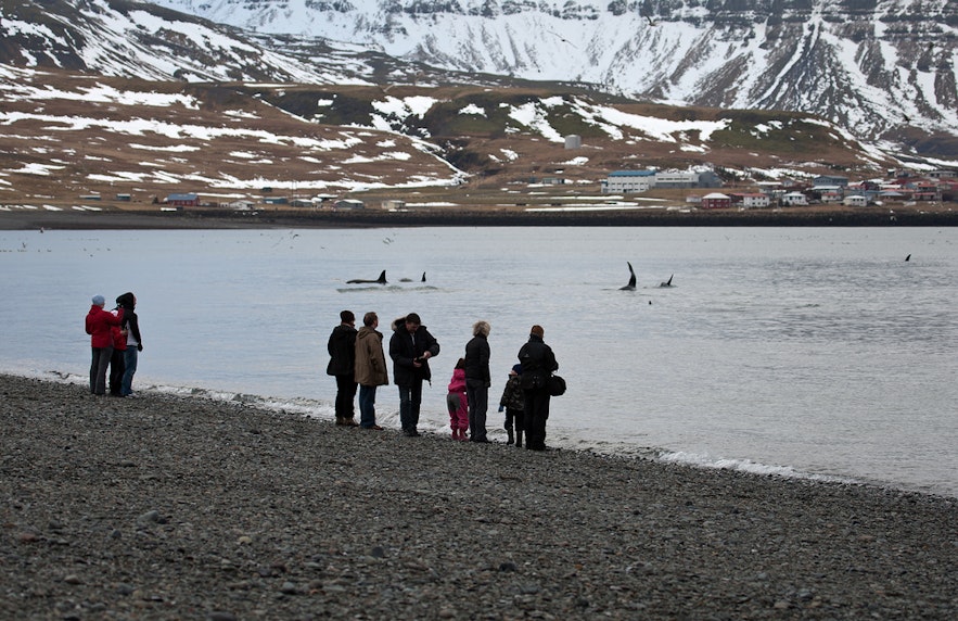 Whales in GrundarfjÃ¶rÃ°ur fjord