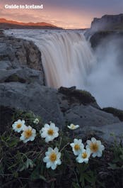 The waterfall Dettifoss is credited as Europe's most powerful falls, and its rumbling can be heard miles away.