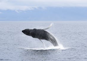 A whale leaps out of the water to delight tour goers