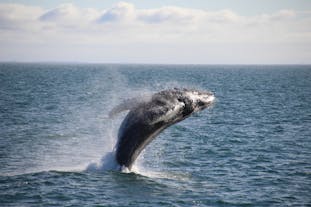 Lucky whale watching tour participants might see a whale jump out of the water