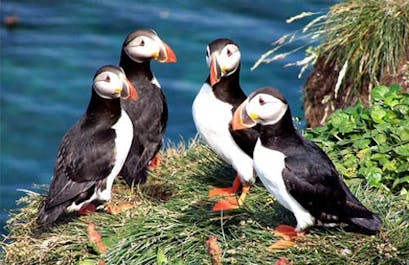 Puffin birds are found in many parts of the Westfjords, with many of them, nesting at the Latrabjarg bird cliff.