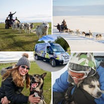 Niezapomniana 4-godzinna wycieczka psim zaprzęgiem na południowe wybrzeże z usługą transferu z Reykjaviku