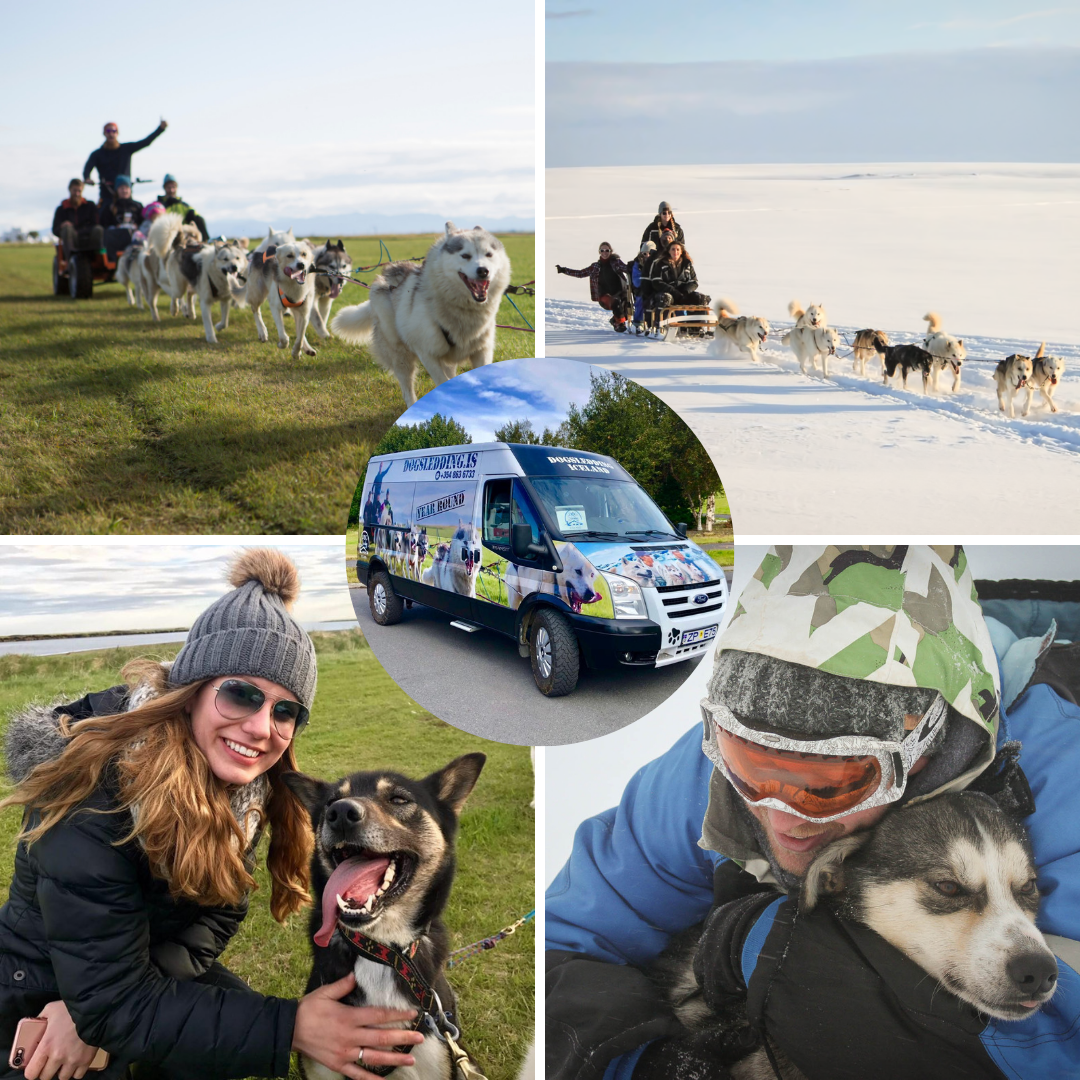 Unforgettable 3 Hour Dog Sled Tour with Transfer Service from Reykjavik
