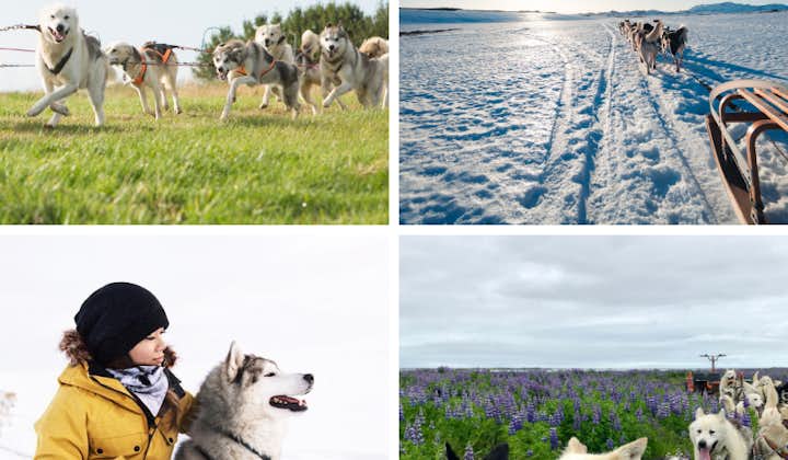雪橇犬旅行团 - 北极大冒险｜冰岛推荐体验 （南岸自驾集合，首都地区附近）