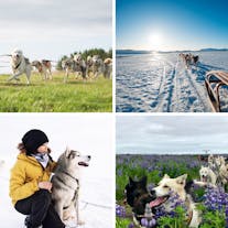 Excursión de Trineo con Perros de 45 minutos en Punto de Encuentro cerca de Reikiavik