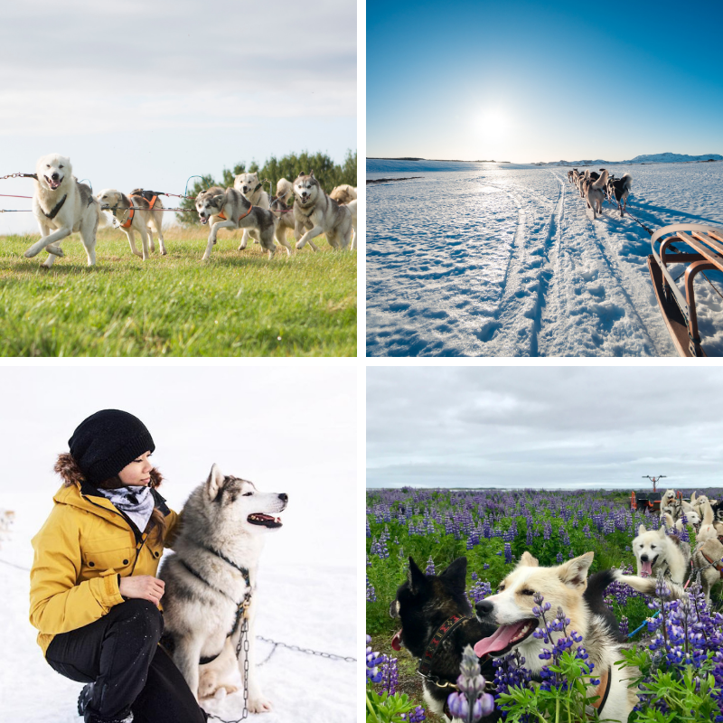 Excursión en trineo de perros cerca de Reikiavik | Salida desde el lugar de encuentro