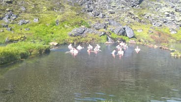ejuvenate body and soul in the natural hot pool, nestled amidst Landmannalaugar's captivating scenery.