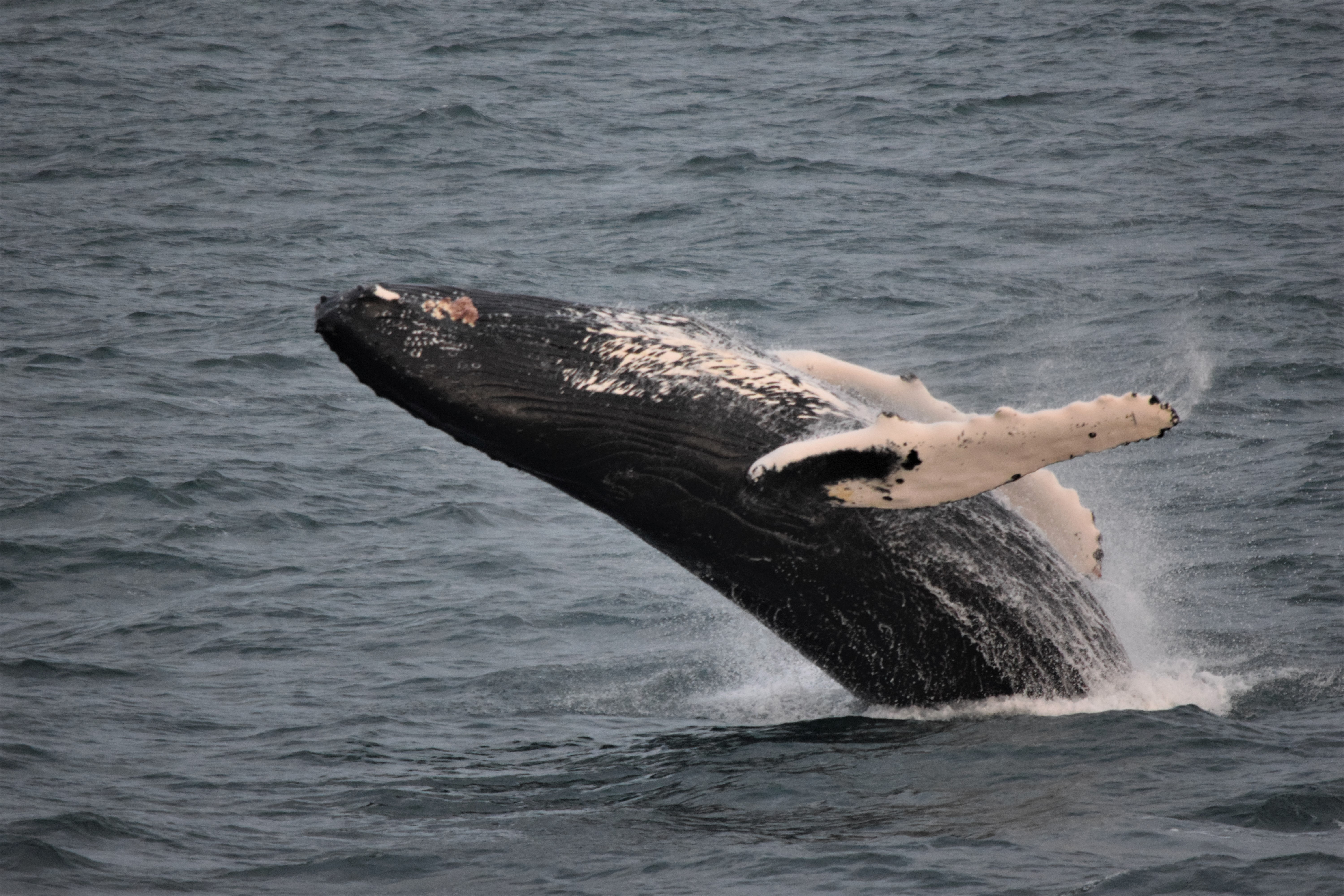 Observation De Baleines Depuis Reykjavík | Guide To Iceland