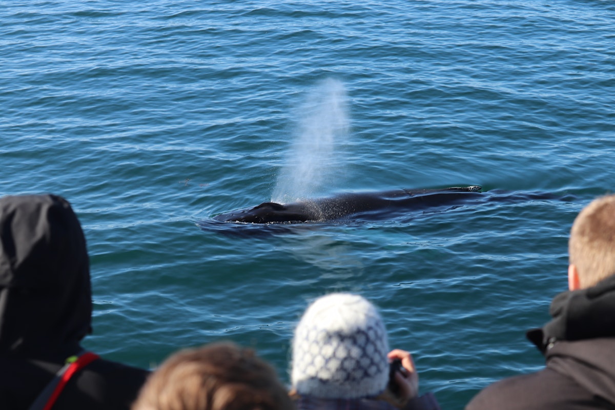 Unforgettable 3 Hour Whale Watching Boat Tour with Transf...