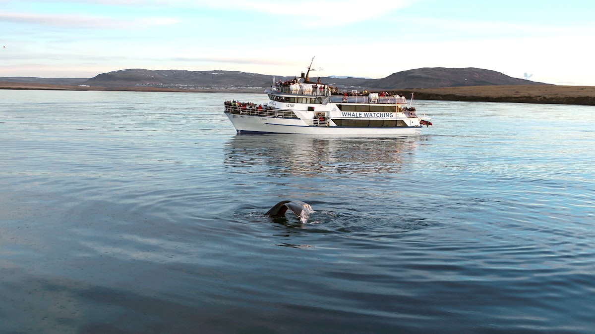 The Reykjavik Whale Watching Tour | Whale Watching Tour from Reykjavik ...