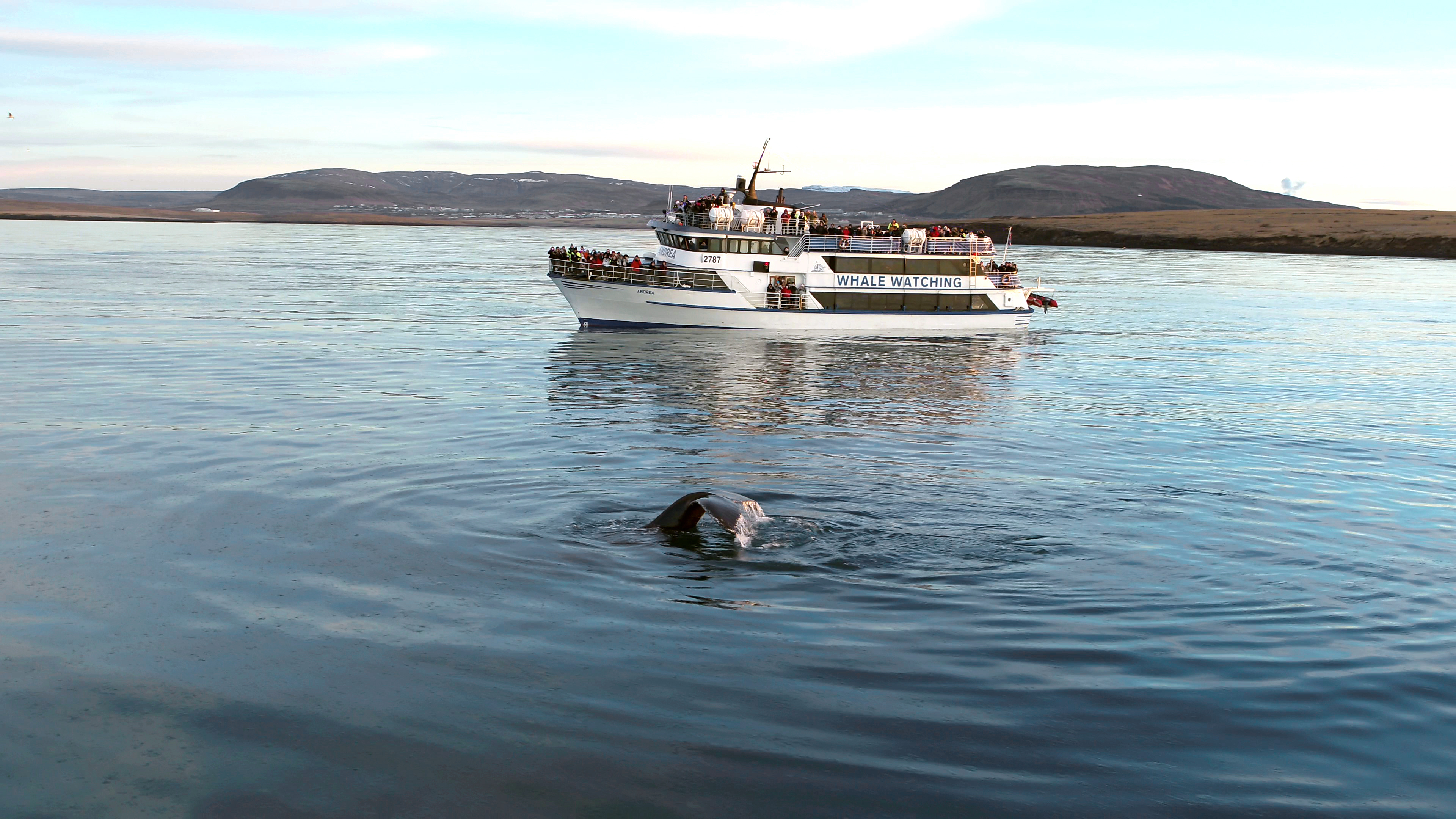 Unforgettable 3 Hour Whale Watching Boat Tour with Transf...