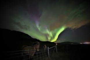 Begeleide Noorderlicht Quad-tocht van 2 Uur met Transfer vanuit Reykjavik