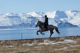 A horse with a rider galloping near the coast in North Iceland.