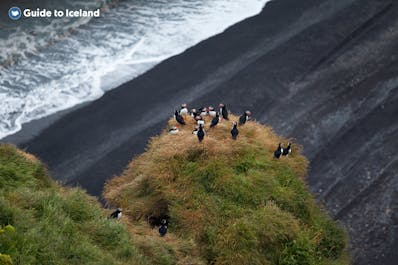 아이슬란드 남부해안의 절벽 위에 둥지를 트는 북극 퍼펀.