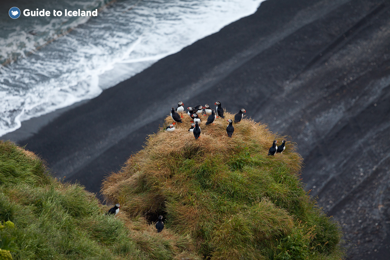 North Atlantic Puffins nestle in the cliffs on the South Coast of Iceland