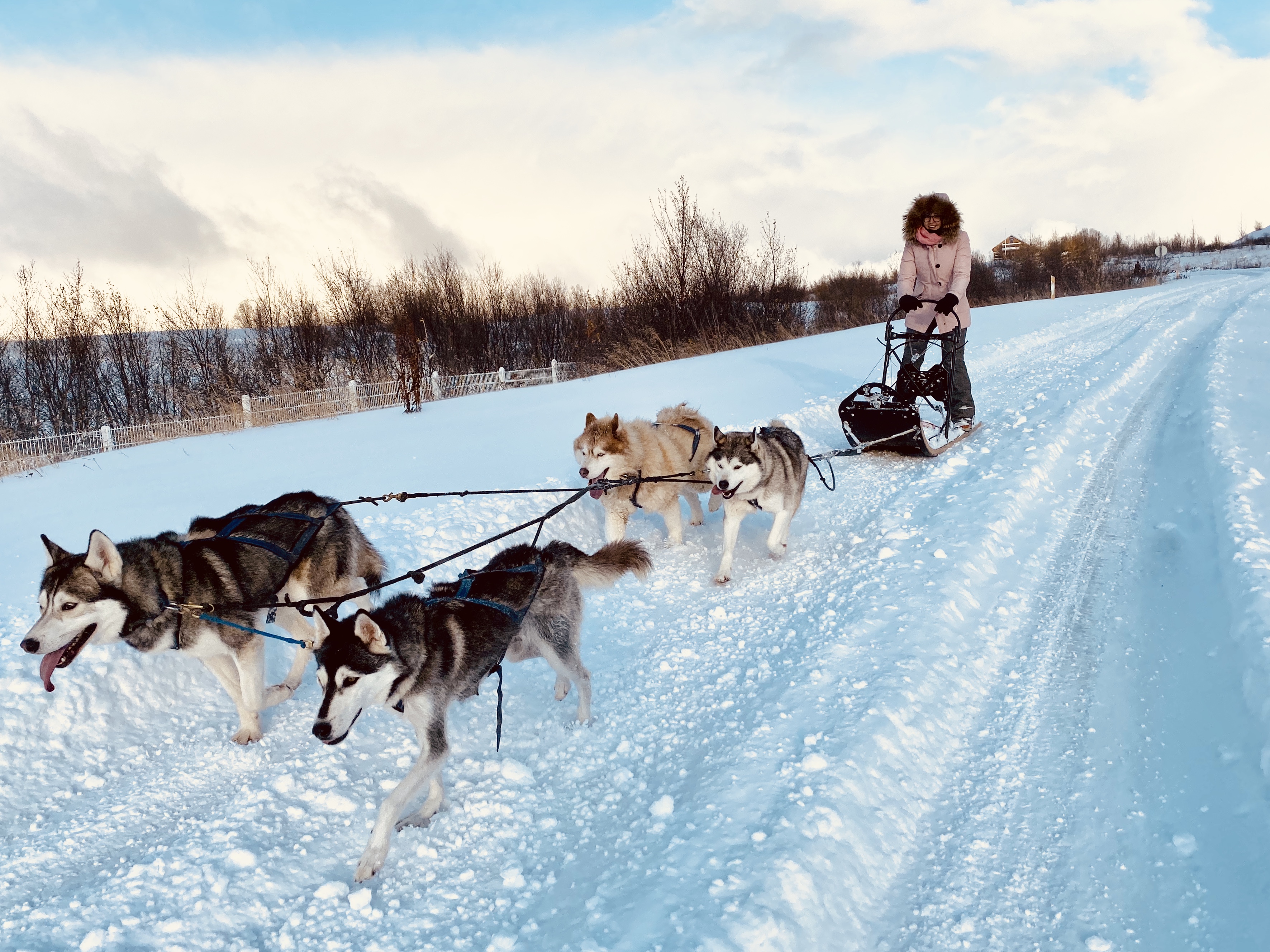 iceland tours dog sledding
