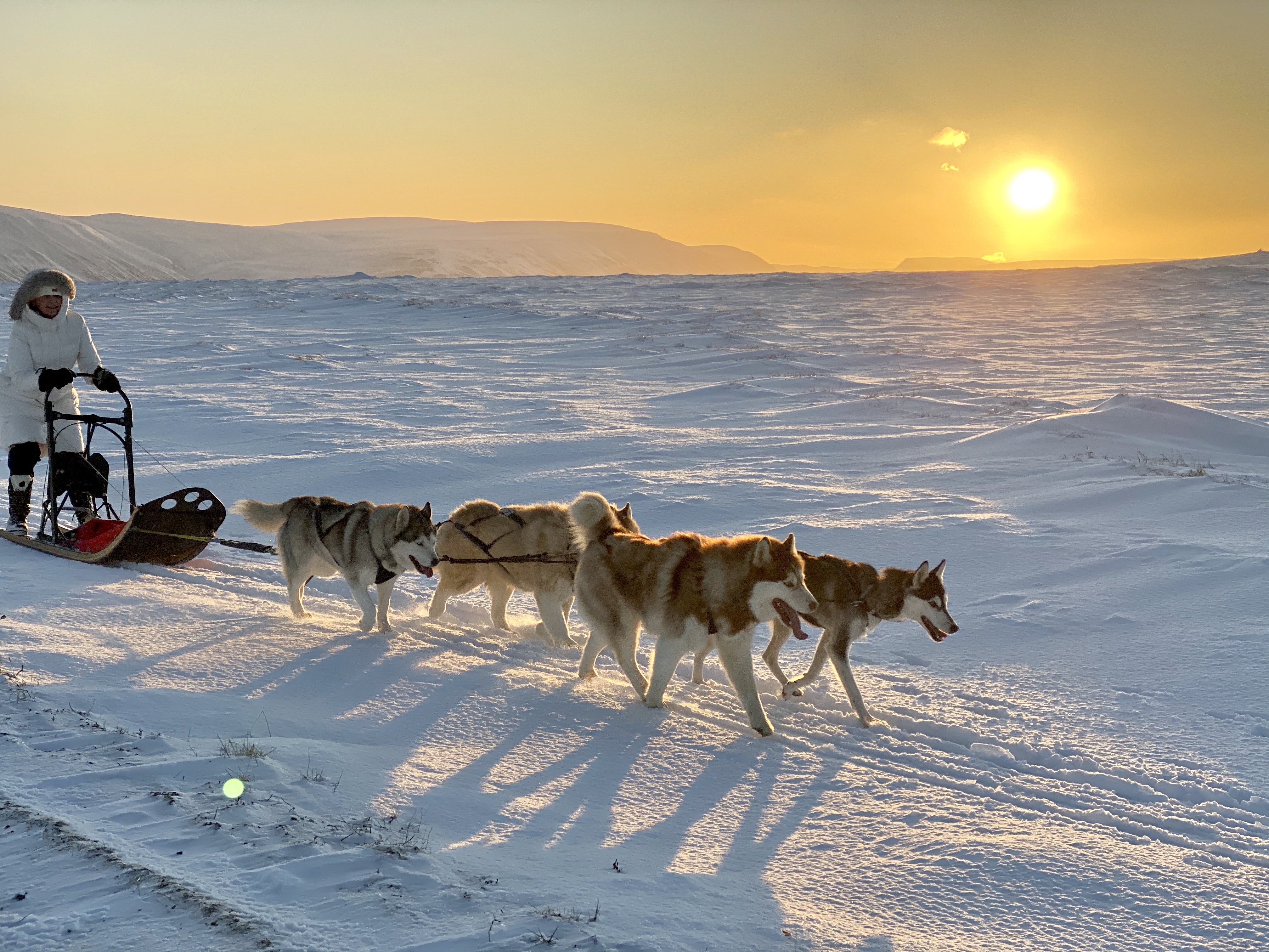 northern lights dog sledding tours iceland