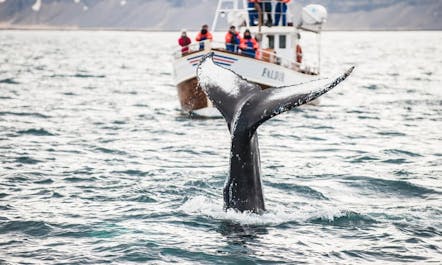Visitors spotting a whale tail in the waters off the coast of North Iceland.