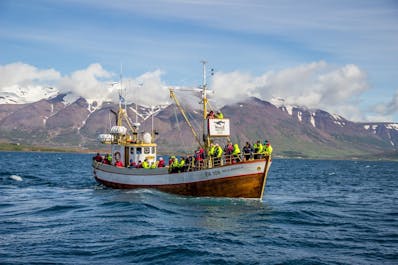 Le nord de l'Islande est le meilleur endroit pour voir les baleines. Son taux de succès est le plus haut.