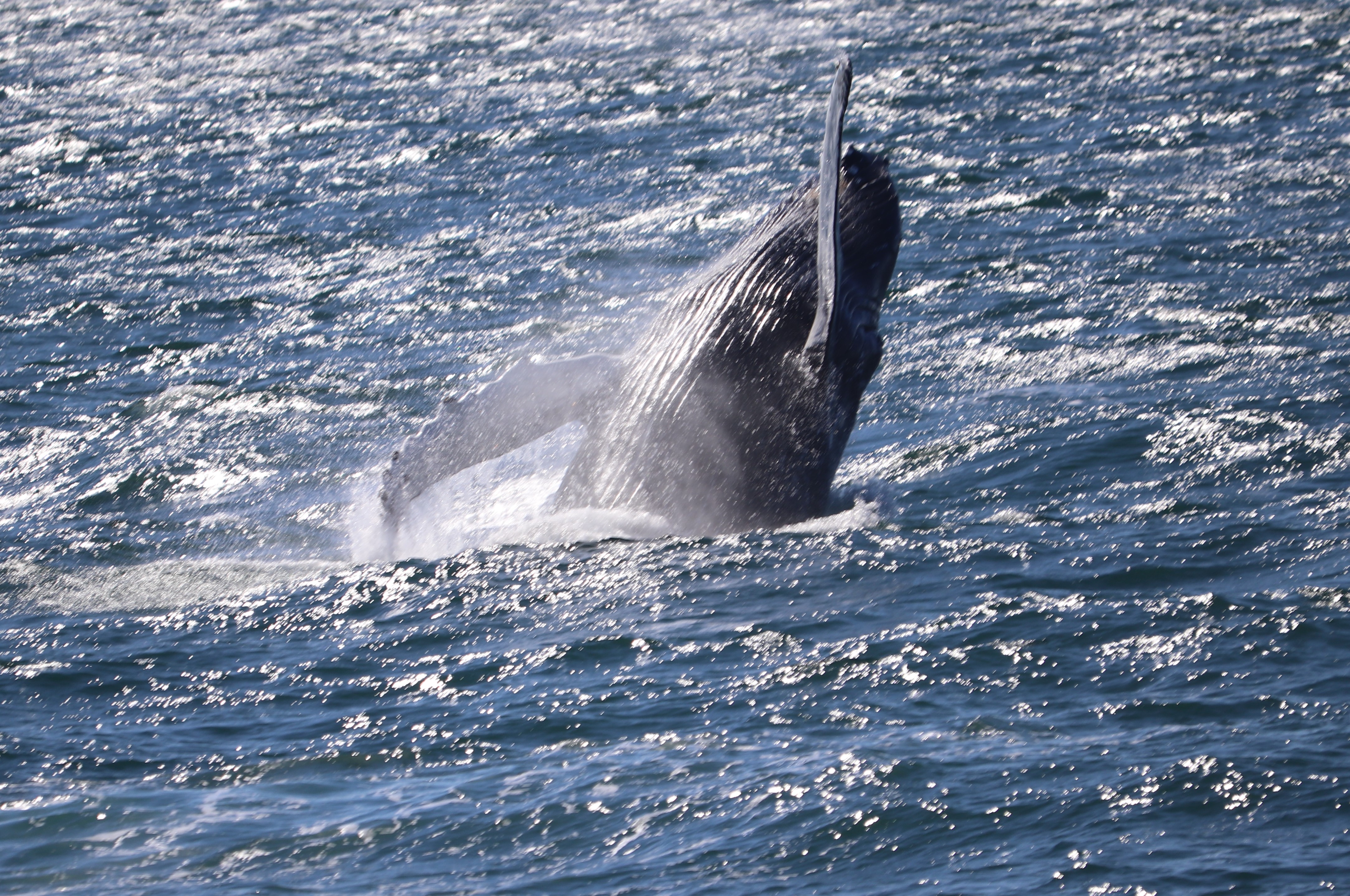 Observation De Baleines Au Large De Reykjavik | Guide To Iceland