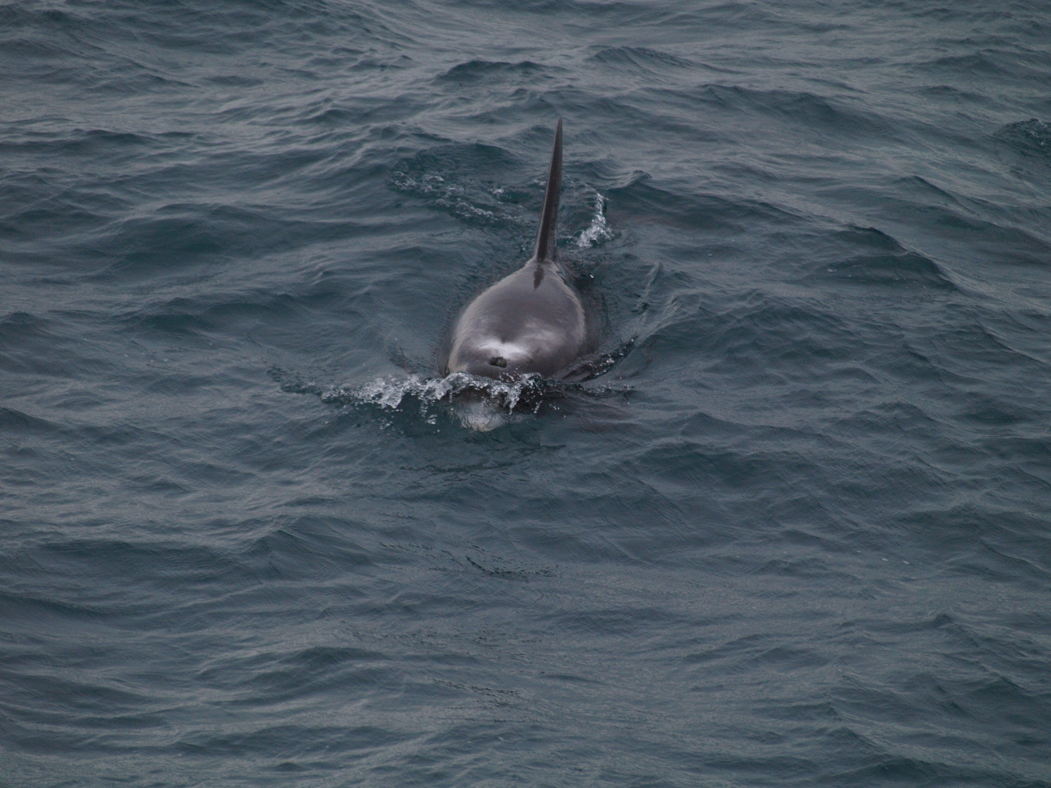 Observation de baleines au large de  Reykjavik Guide to 