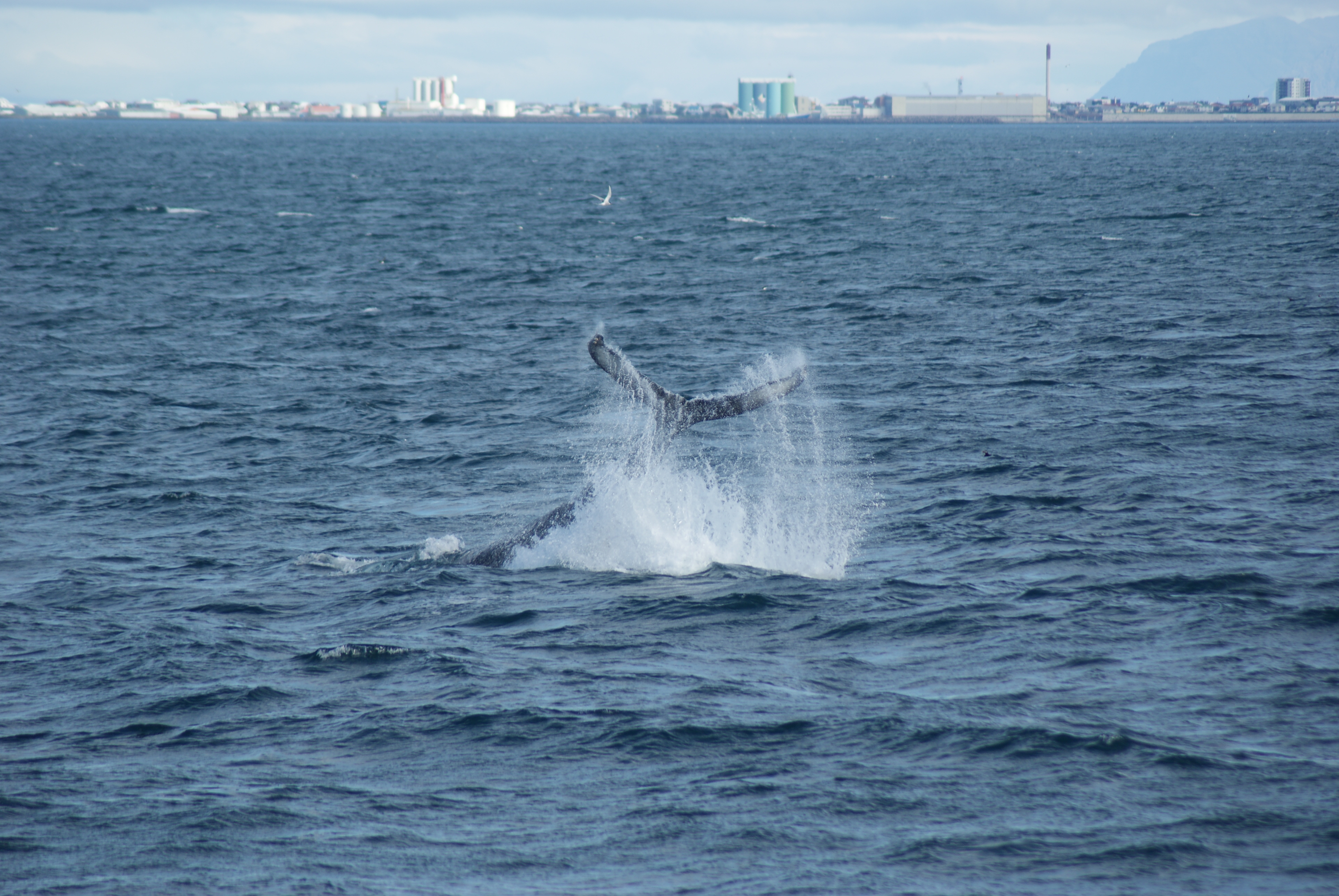 Observation De Baleines Au Large De Reykjavik | Guide To ...