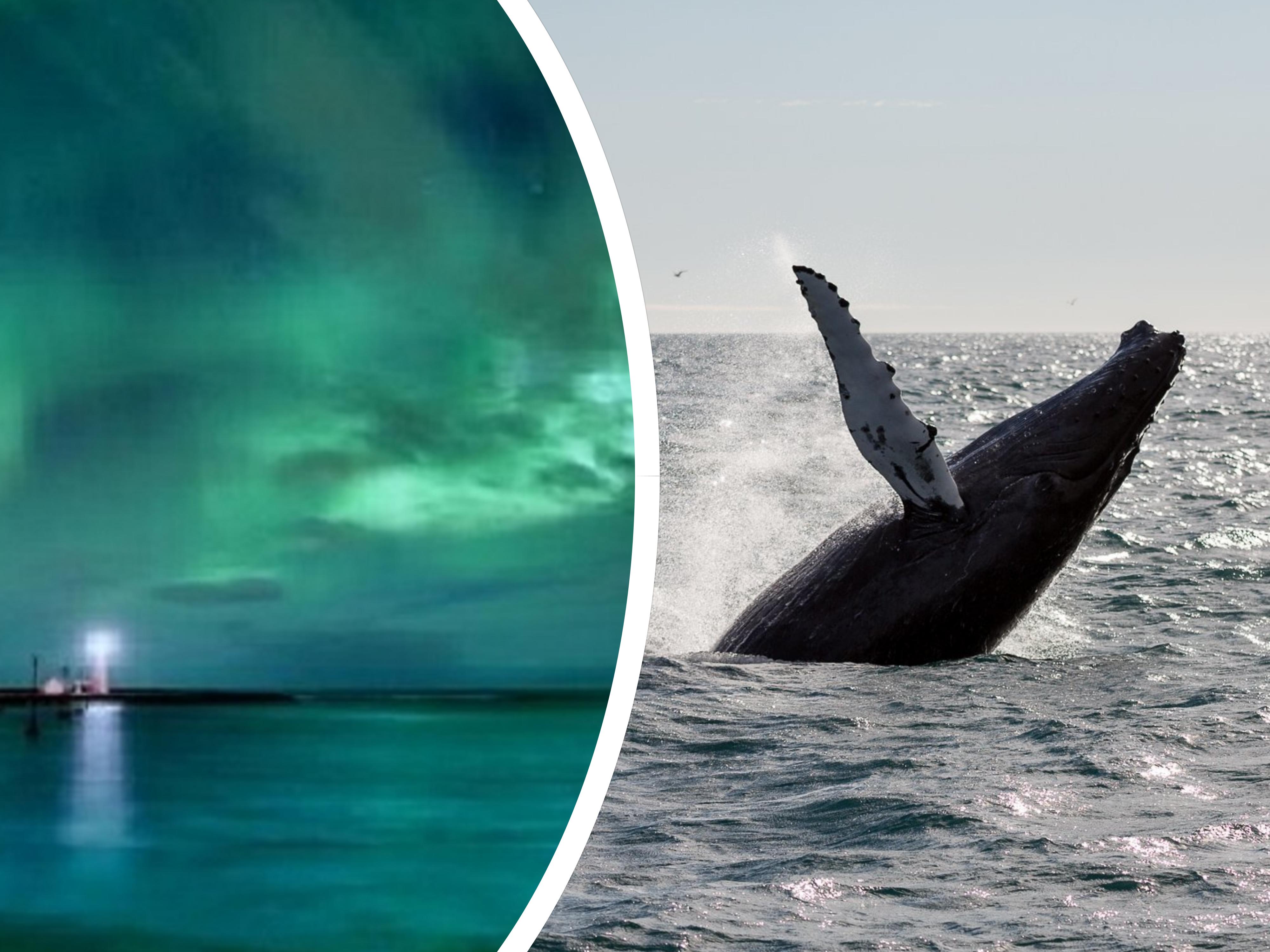 Combination 6 Hour Whale Watching Boat Tour & Northern Lights Hunt with Transfer from Reykjavik