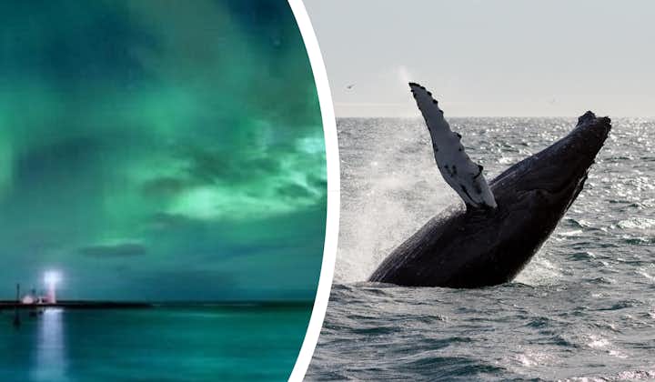 Połączenie 6-godzinnej wycieczki łodzią z obserwacją wielorybów i polowania na zorzę polarną z odbiorem w Reykjaviku